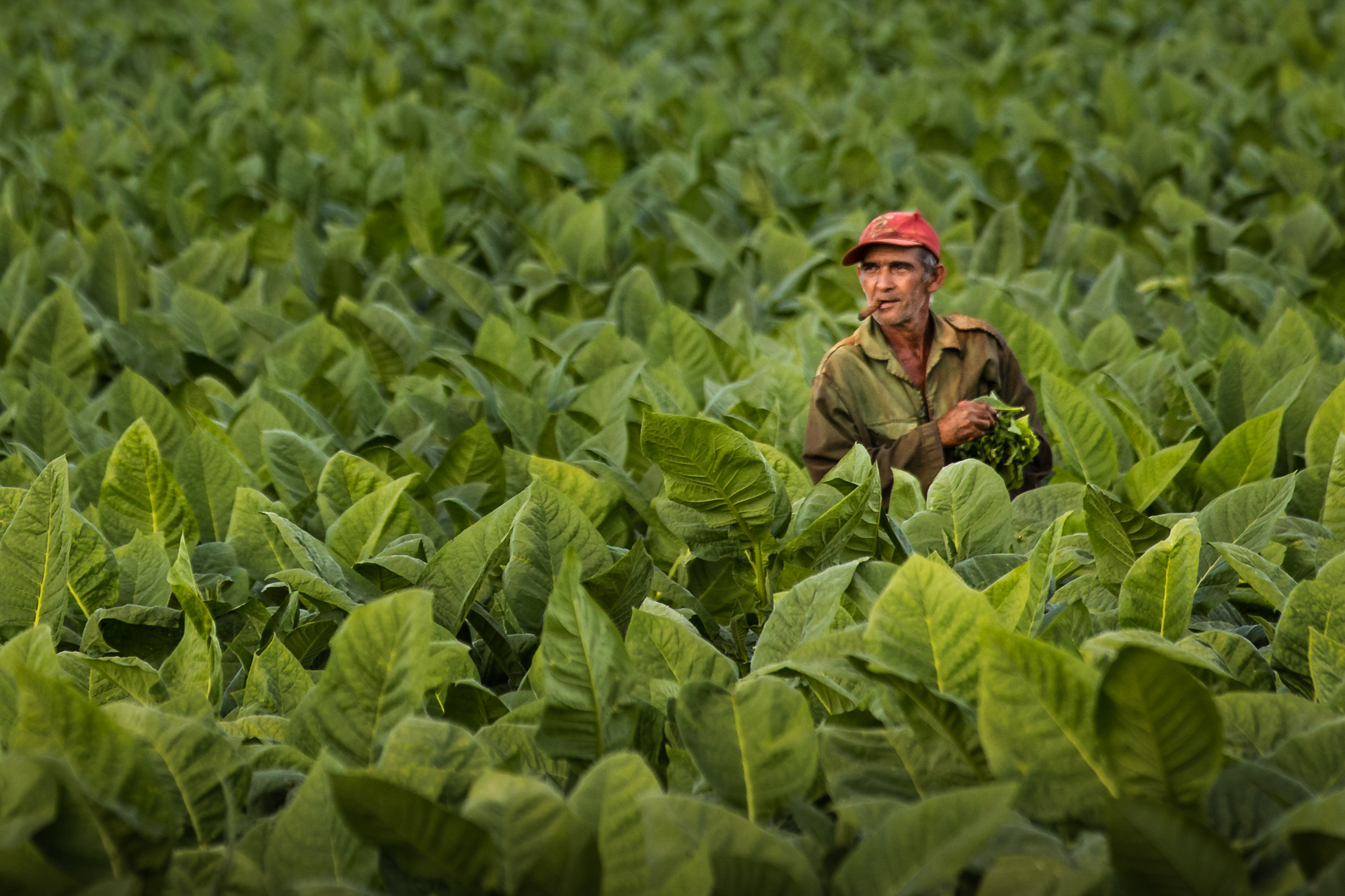 2019-02-15 Cuba Hi Res LT Vinales-1