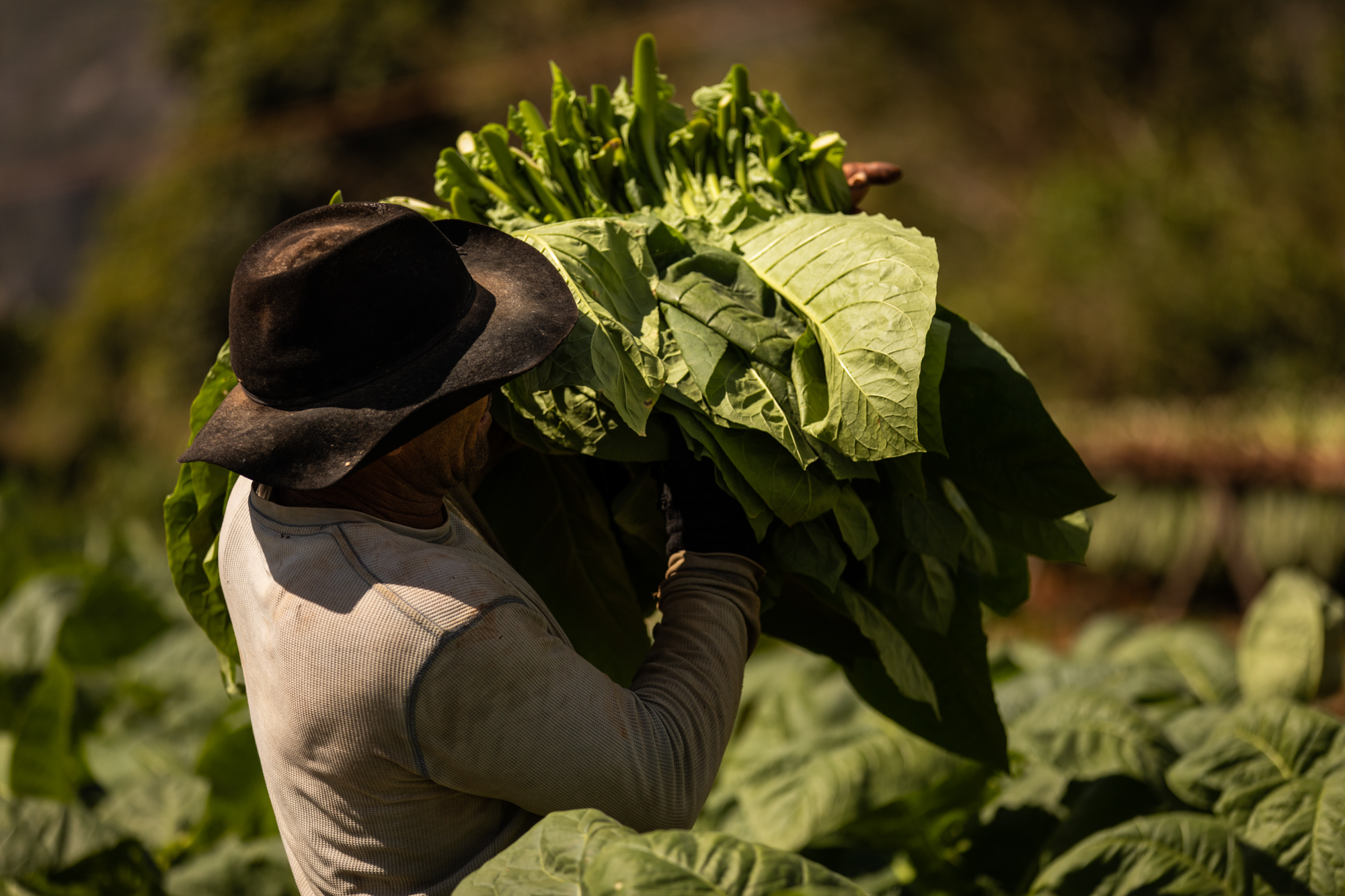2019-02-15 Cuba Hi Res LT Vinales-13