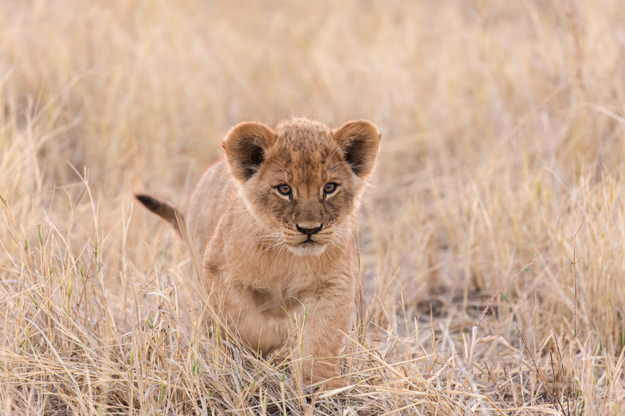 2019-08-09 Africa-824-4-Edit