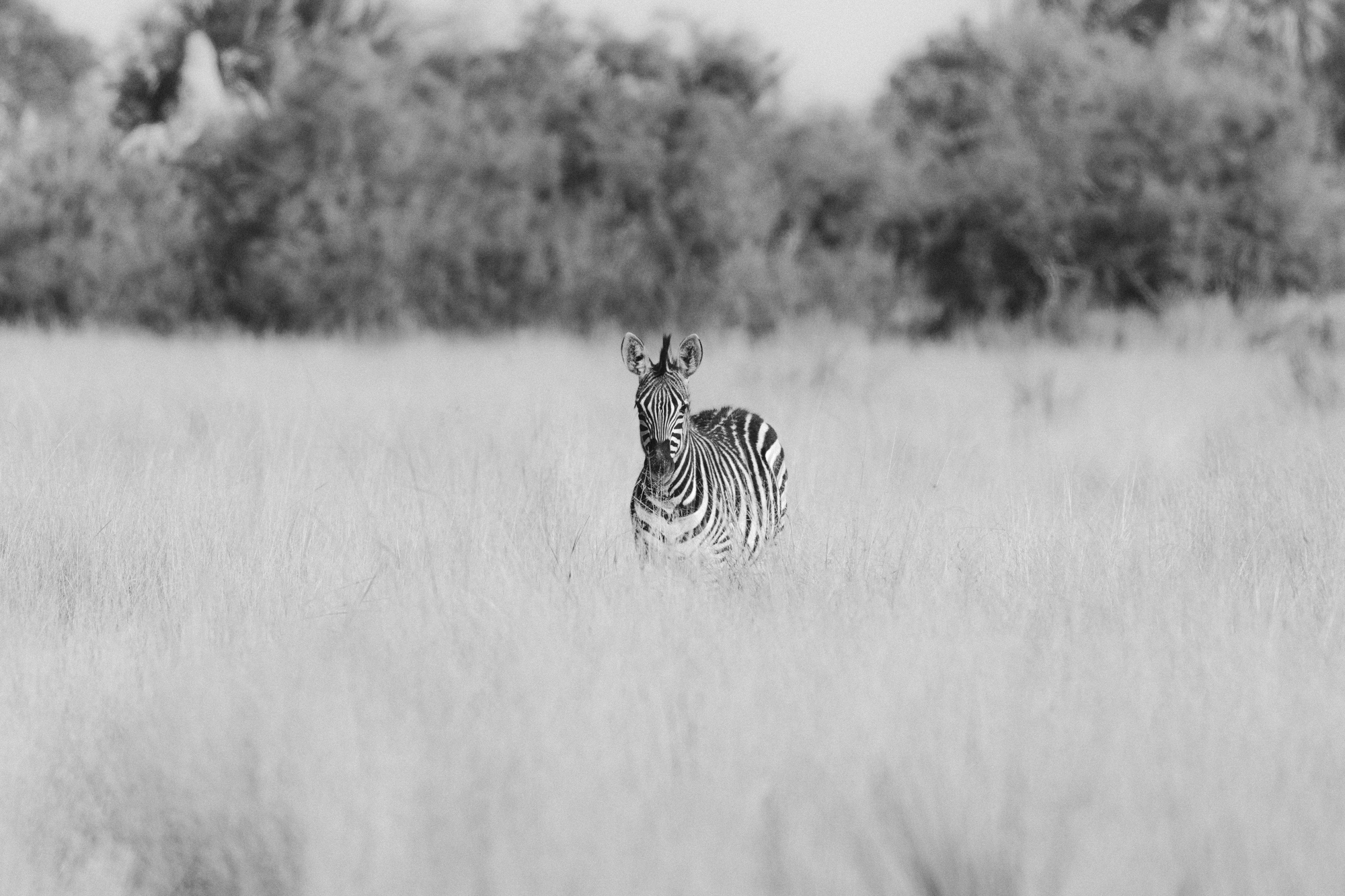 2019-10-12 Africa green edits-110