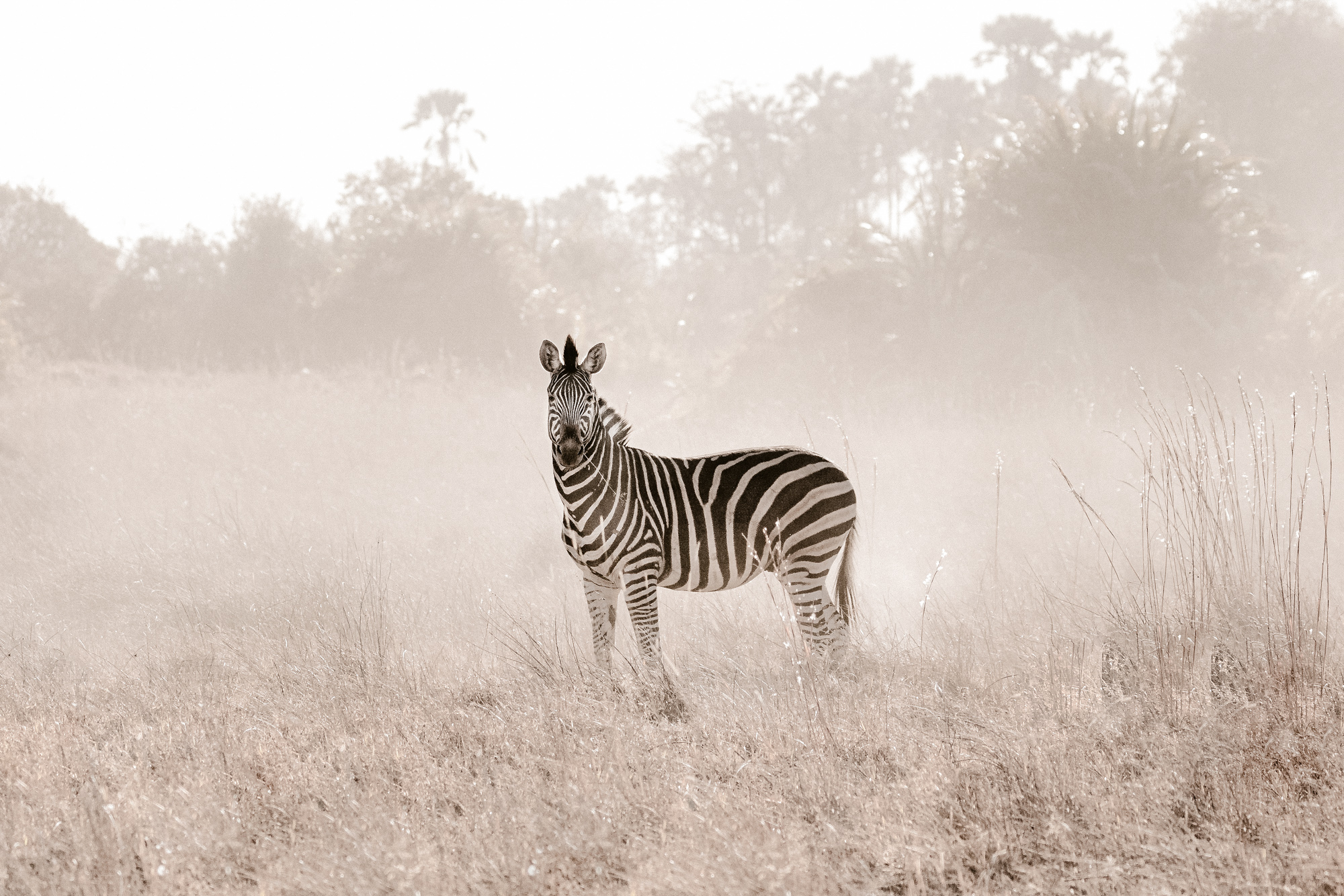 2019-10-12 Africa green edits-118