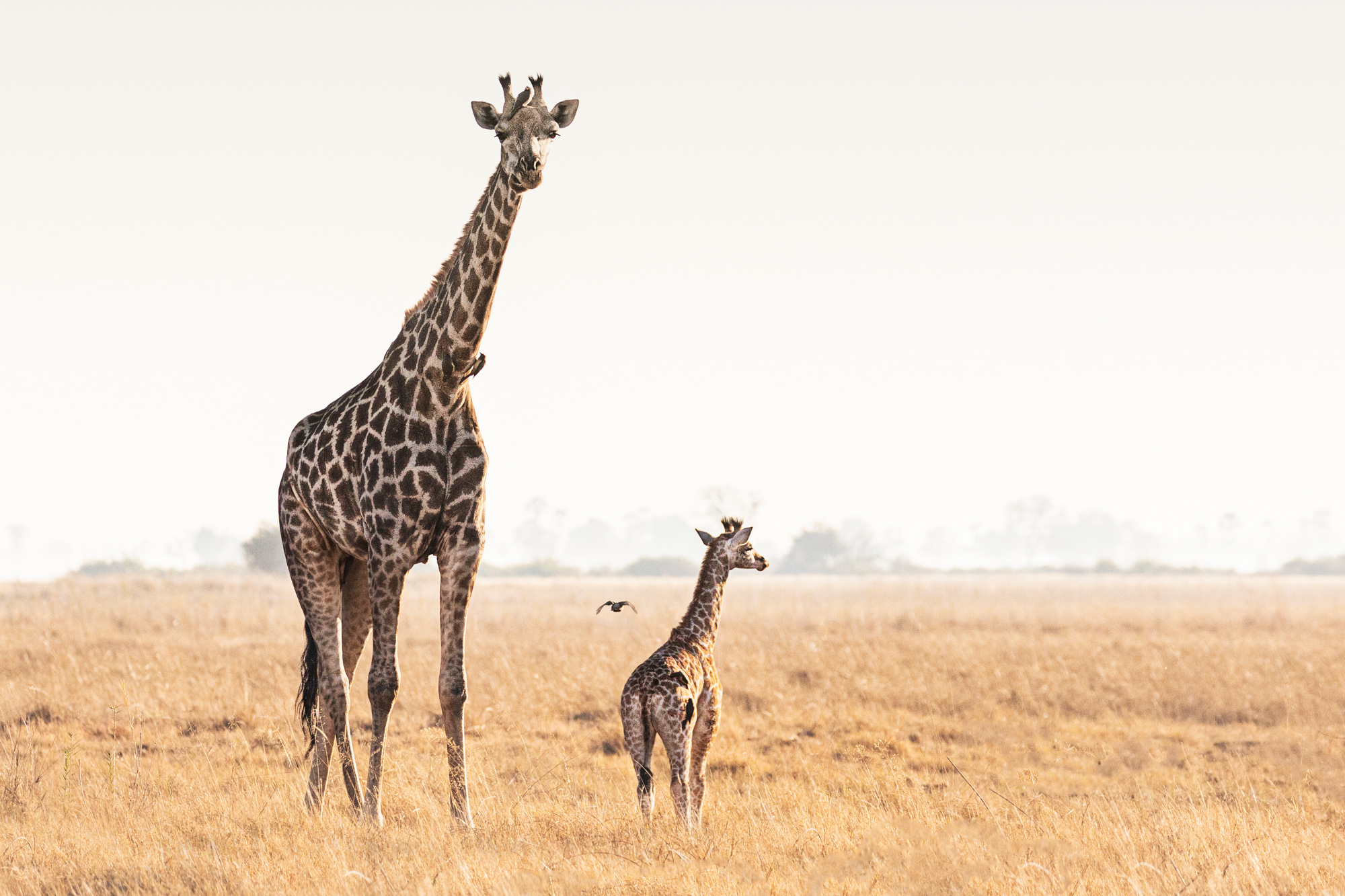 2019-10-12 Africa green edits-136