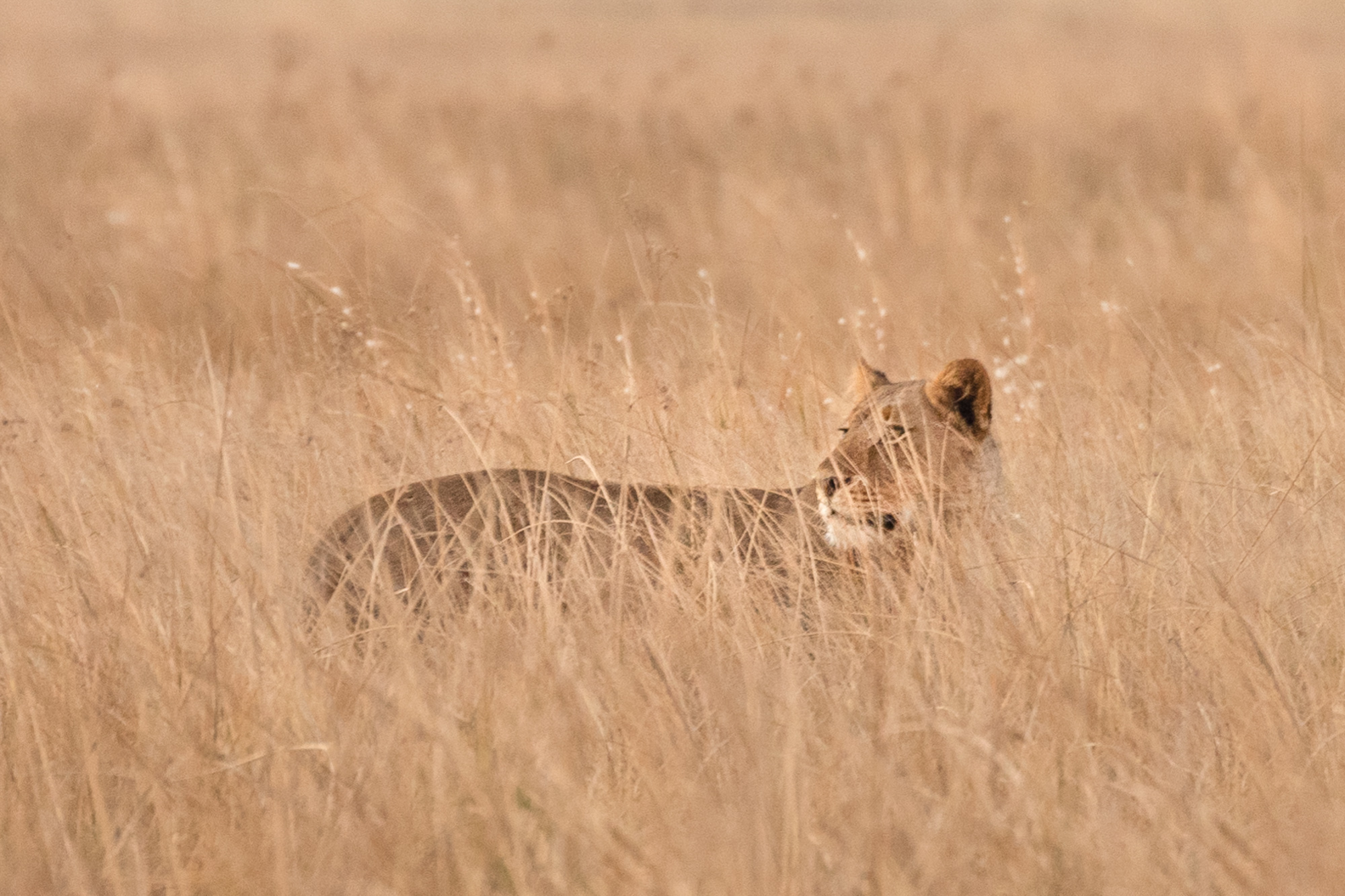 2019-10-12 Africa green edits-65