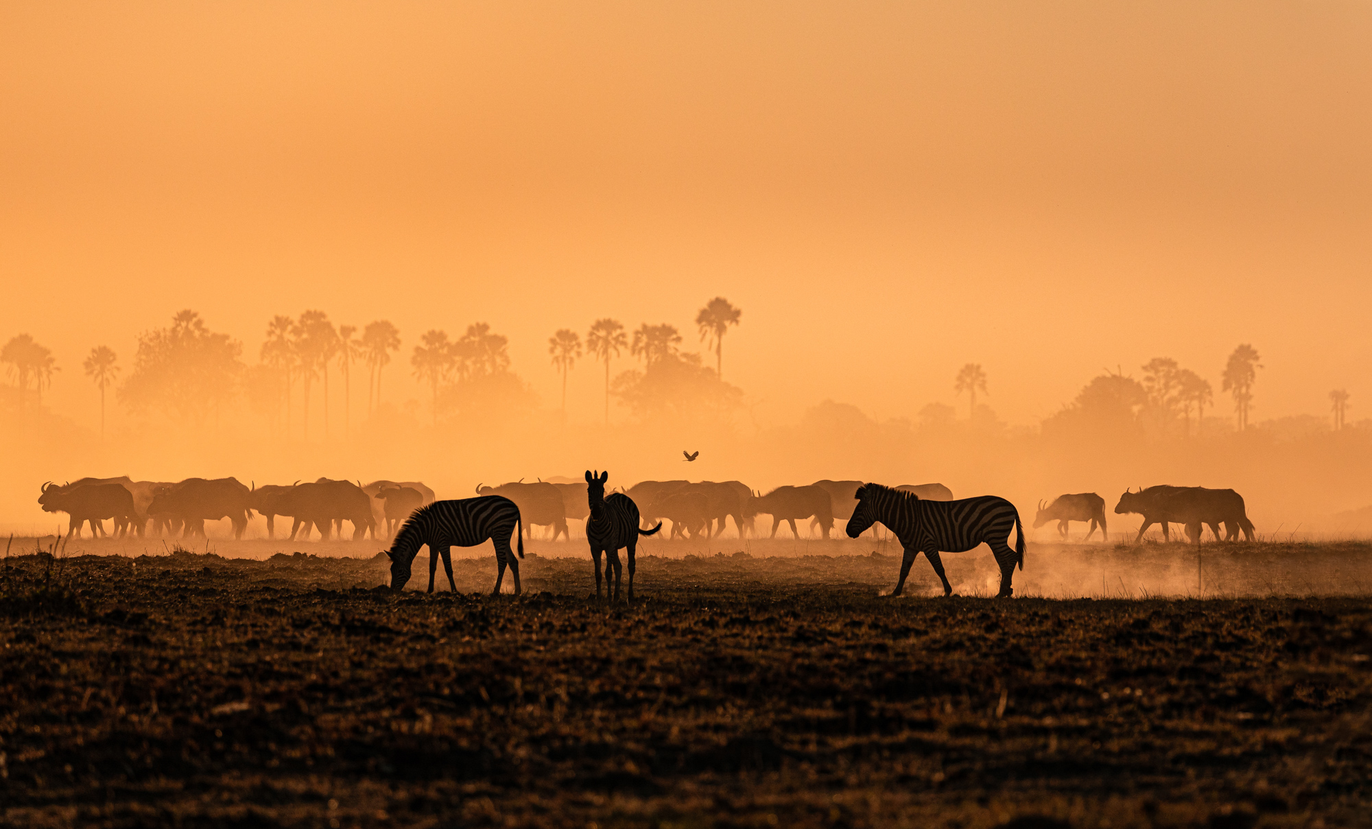 2019-10-12 Africa green edits-92