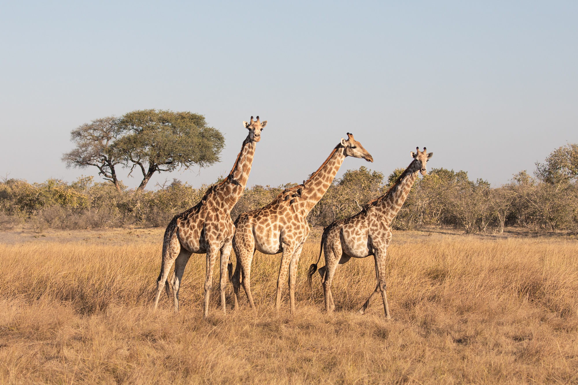 2019-08-09 Africa-1449-Edit