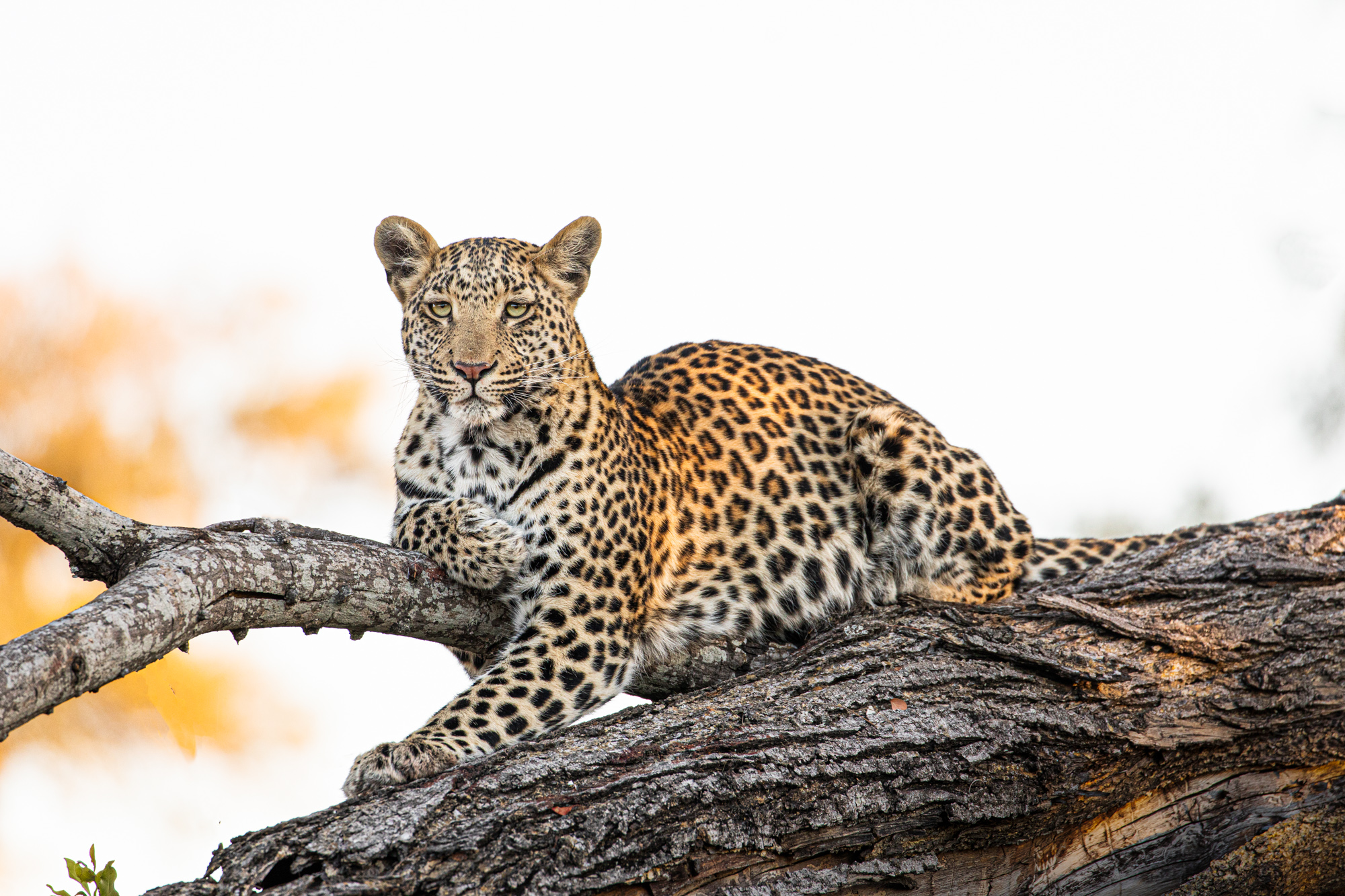 2019-08-09 Africa-31-3-Edit