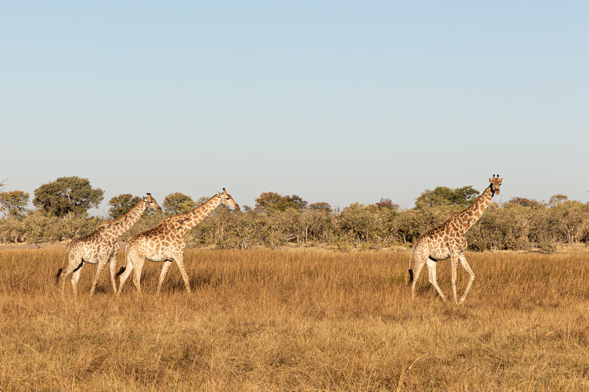 2019-08-09 Africa-569-6