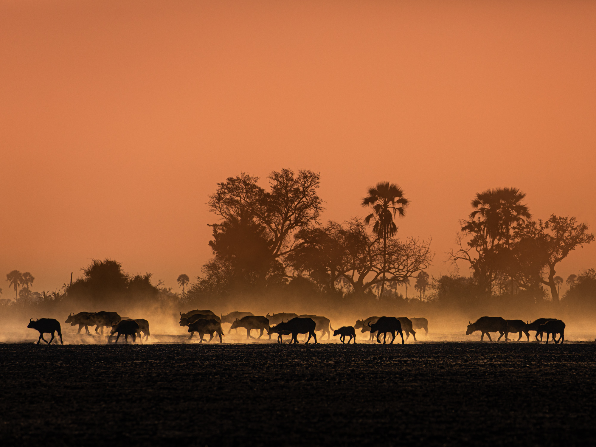 2019-08-09 Africa-740-2-Edit-Edit