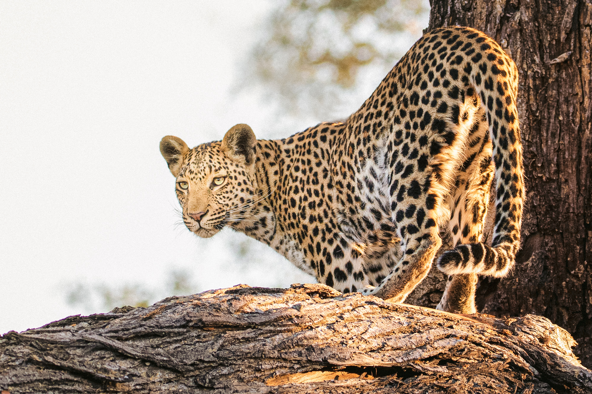 2019-08-09 Africa-65-3-Edit-2-Edit