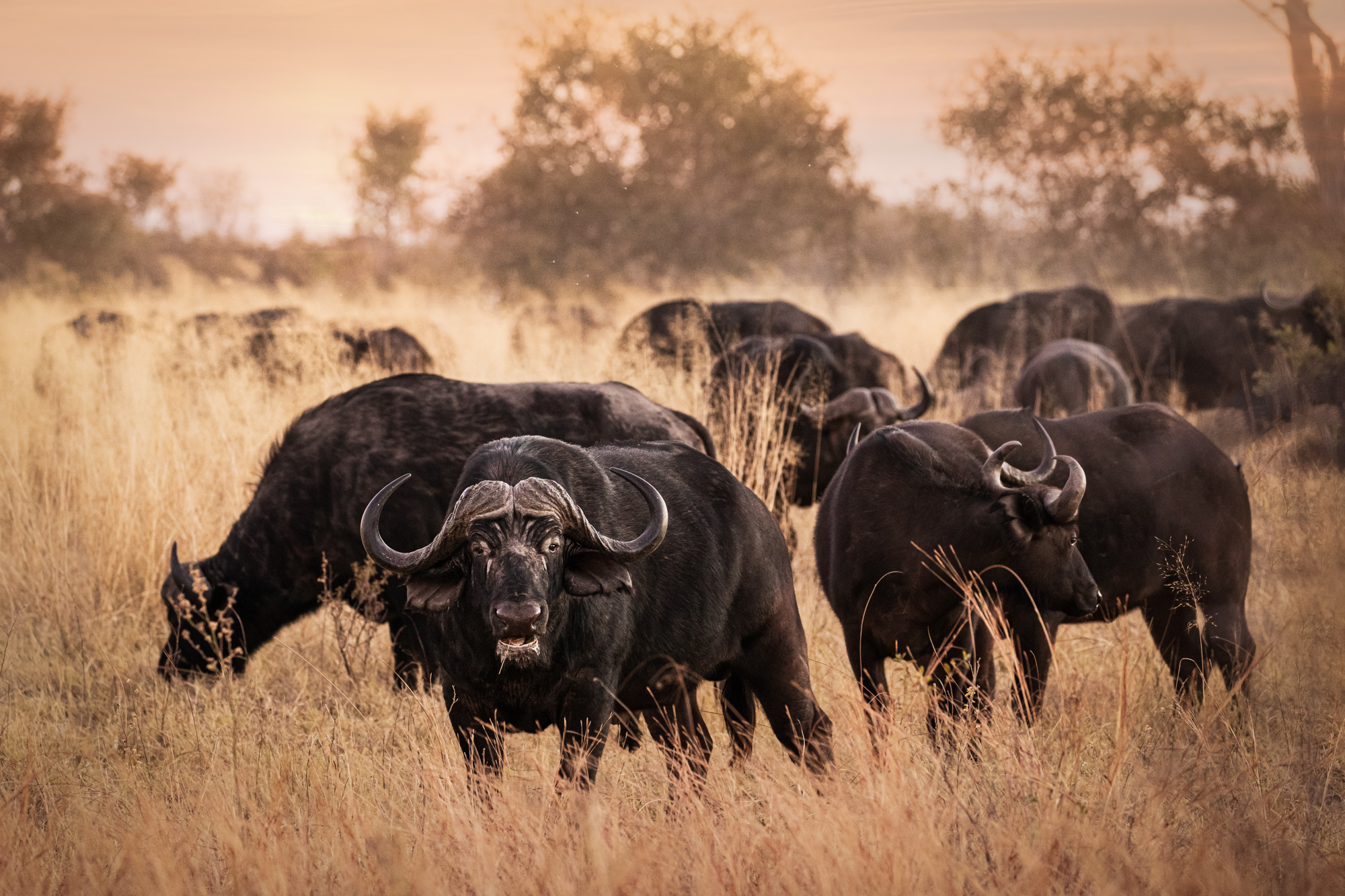 2019-08-09 Africa-758-Edit-Edit