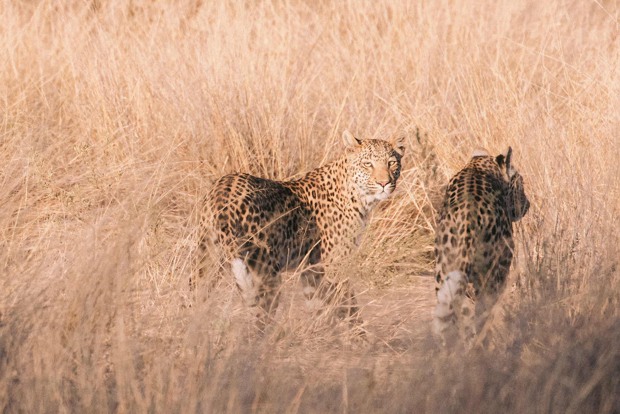 2019-10-12 Africa green edits-103