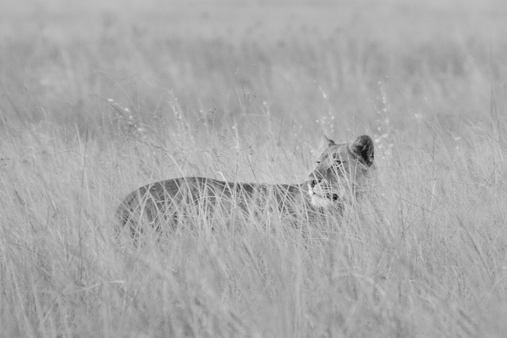 2019-10-12 Africa green edits-64