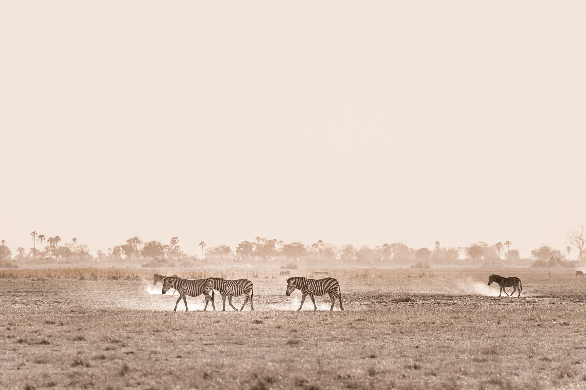 2019-10-12 Africa green edits-79