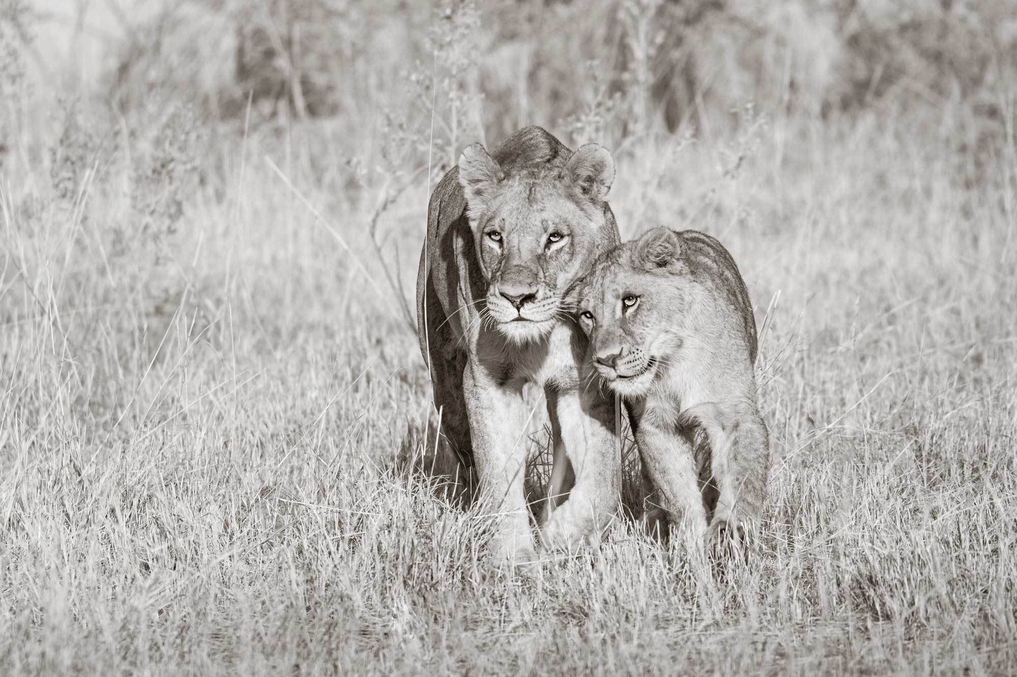 2019-10-12 Africa green edits-149-Edit-Edit-Edit