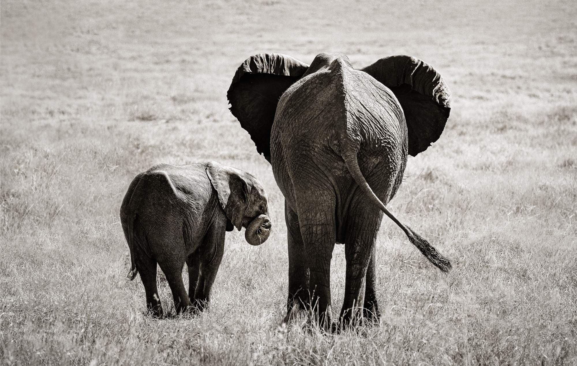 2019-10-12 Africa green edits-157-Edit-Edit-Edit-Edit-Edit-Edit-Edit-Edit