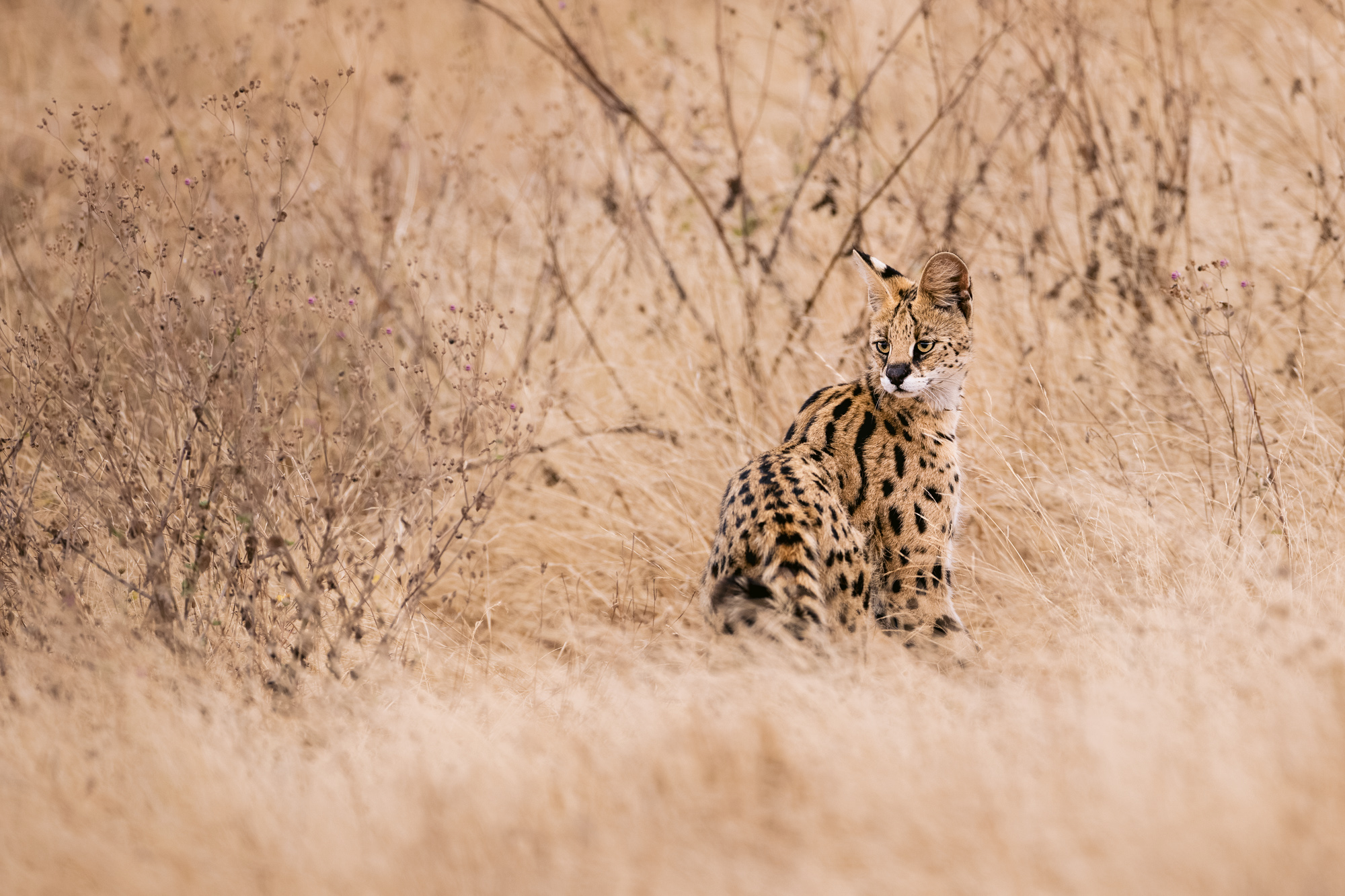 2021-08-07 East Africa-1123-3-Edit-Edit