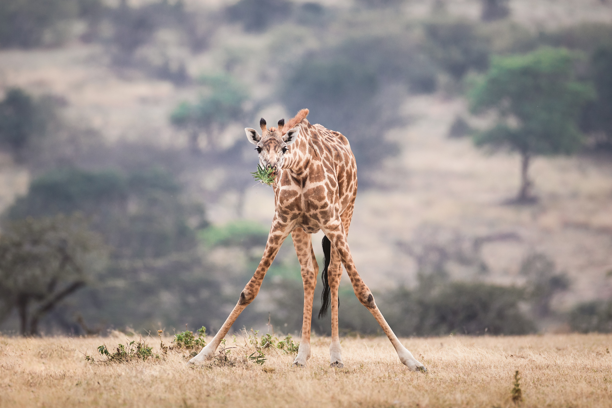 2021-08-07 East Africa-91-2-Edit-2