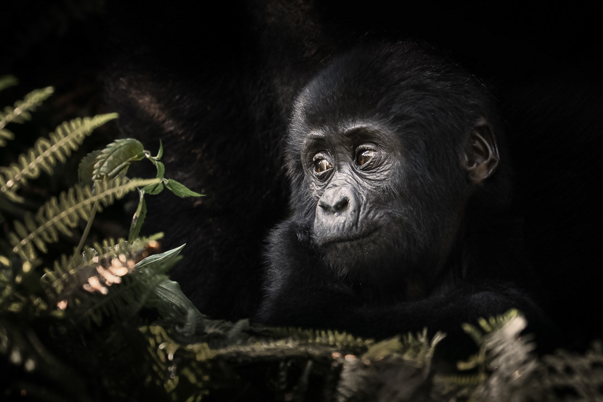 2021-12-02 Transfer LT DT-24